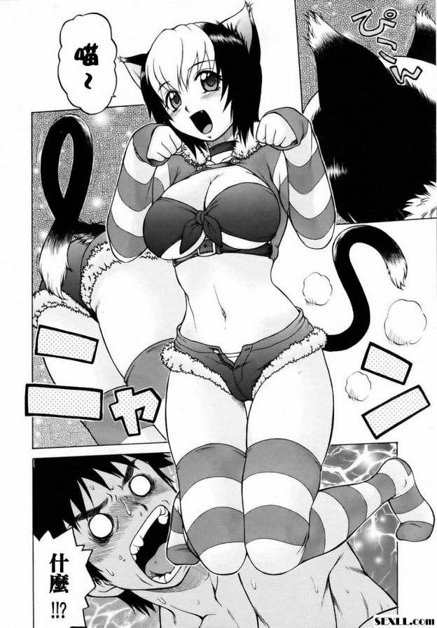 奇蹟の貓拳